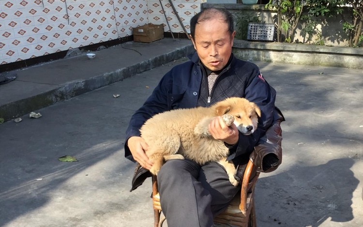 中华田园犬为什么越来越受欢迎这7点实在太优秀了！