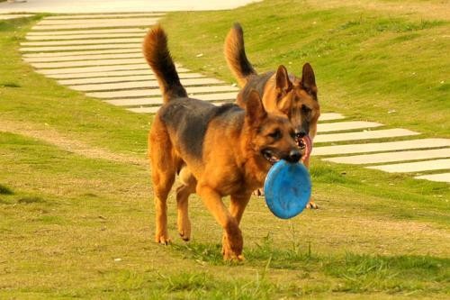 这些狗狗服从性很高，第四种被当成导盲犬，第五种在国内很少见