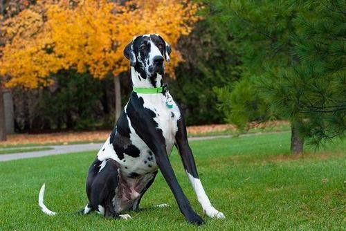 大型犬与小型犬究竟有什么不同养哪种犬更好一些