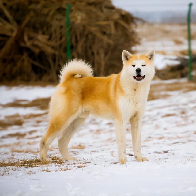 明明长相憨厚老实的秋田犬却成为了禁养犬