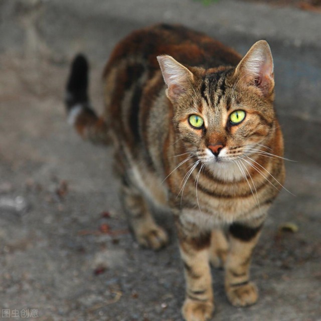 狸花猫好养吗狸花猫应该怎么养