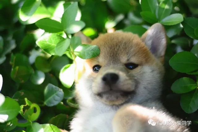 柴犬好养吗？你知道柴犬的这些优点吗？