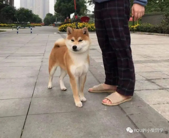 柴犬八大血系之谜，你家的柴犬是什么血系？